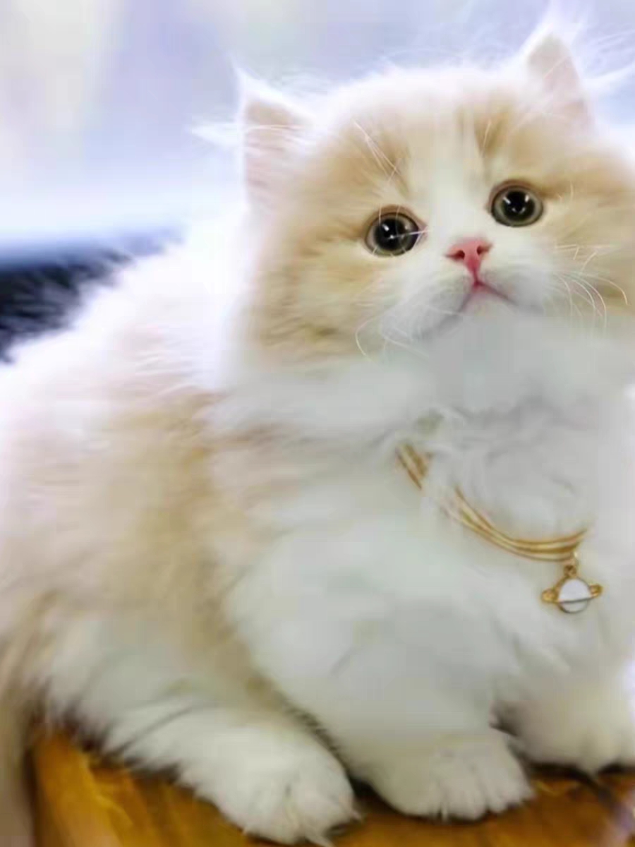 猫舍直销,批发价出售,米努特拿破仑矮脚猫